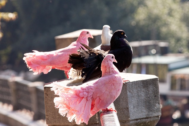 會將目光放 會將目光放